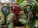 Watering Globes Small Size 1 for small plants