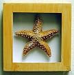 Beach Cottage Starfish Wall Art Bathroom Shadow Box