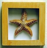 Beach Cottage Starfish Wall Art Bathroom Shadow Box