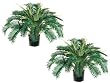 TWO 26" Cycas Palm X32 in Round Pot Green