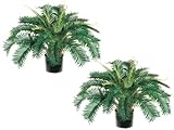 TWO 26" Cycas Palm X32 in Round Pot Green