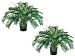 TWO 26" Cycas Palm X32 in Round Pot Green