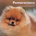 Pomeranians 2011 Calendar MGDOG45