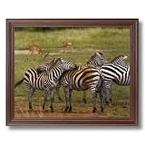 African Zebra Herd Wildlife Home Decor Wall Picture Cherry Framed Art Print