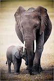 (24x36) Elephant and Baby Art Print Poster