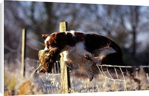 Canvas Prints of Flying jump from Country Life 