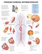 Hypertension Anatomical Chart