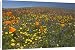 Canvas Prints of California Poppies and Yellow Goldfields (Lasthenia californica), Pygmy-Leaved from Ardea Wildlife Pets