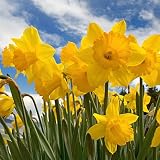 Trumpet Daffodil Bulbs Dutch Master