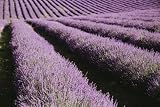 Lavendel 500 g