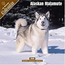 Alaskan Malamute 2008 Wall Calendar