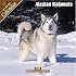 Alaskan Malamute 2008 Wall Calendar