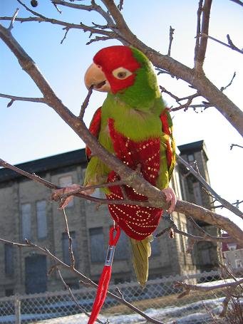 Large Red Velour Glitzy Avian Fashions Flightsuit (Bird Diaper) with Liners & Detailed Instructions