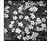 Photographic Prints of Dianthus Deltoides (Maiden Pink) from Mary Evans