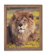 African Lion Sitting Flowers Animal Wildlife Home Decor Wall Picture Oak Framed Art Print