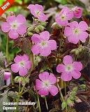 Espresso Hardy Geranium - NEW! - Bronze Foliage