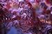 Acer Palmatum, Variety Bloodgood - 24