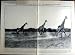 1922 WILD GIRAFFES AFRICA DARNLEY TEMPLE NEWSAM RIYADH