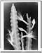 X-ray,cactus,radiography,plants,flowers,seeds,images,interior,inside,c1935