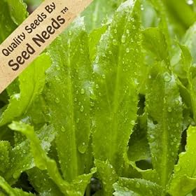 Culantro Herb - Eryngium foetidum - 100 Seeds + *Free Seeds*