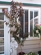 Nectaplum Tree Five Gallon