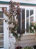 Nectaplum Tree Five Gallon