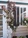 Nectaplum Tree Five Gallon