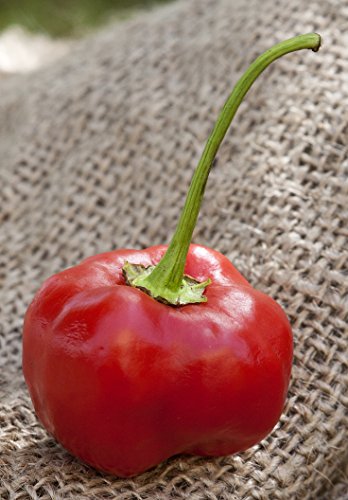 Pepperdew Malawi Piquante Heirloom Pepper Premium Seed Packet + More Pepperdew Malawi Piquante Heirloom Pepper Premium Seed Packet + More