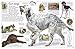 Eyewitness: Dog: Learn All About Dogsâ€”from Wolves and Jackals to Family Pets and Show Dogs (DK Eyewitness)