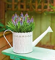 Muscari Watering Can