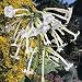 Fragrant Flowering Tobacco 3000 Seeds - Annual