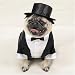 DOG COSTUME - DOG TUXEDO - SMALL - Dog Costume - HOLIDAY DOGGY STYLE