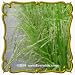 1 Oz Fowl Manna Grass (Glyceria striata) Bulk Seeds