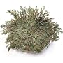 Scientific Explorer's Jurassic Plant Botany Kit