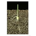 Corn, Radicle, Root Hairs, Coleoptile Photographic Poster Print by David M. Dennis, 36x48