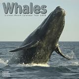 2009 Whales Wall Calendar