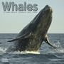2009 Whales Wall Calendar