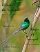 Oiseaux du Sénégal: Un recueil de photographies / Birds of Senegal: A collection of Photographs, Vol. 2 (English and French Edition)