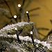320x MICRO LED NATURAL/WARMER WHITE fairy lights, 22.33m, Christmas Festive - 3634-110 low energy