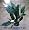 Domino Peace Lily Plant - Spathyphyllium - NEW - Easy