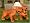 Petz Dogz 2