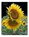 Together Botanical Photographic Poster Print by Gina Signore, 8x10