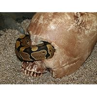 Habi-Scape Skull Cave Aged