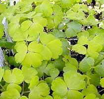8 Woodside Gold Aquilegia Plants Columbine Shade *SALE