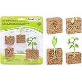 Safari Ltd  Life Cycle of a Green Bean Plant