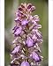 Photographic Prints of Giant orchid - in flower from Ardea Wildlife Pets