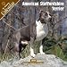   - 2008 American Staffordshire Bull Terrier 2008 16 Month Wall Calendar **IN STOCK NOW**