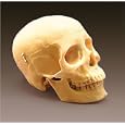 First-Class Bone-Like Plastic Human Skull (3 Parts)