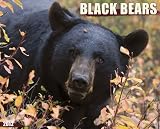 Search : Black Bears 2012 Calendar