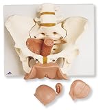 3B Scientific Female Pelvis Skeleton with